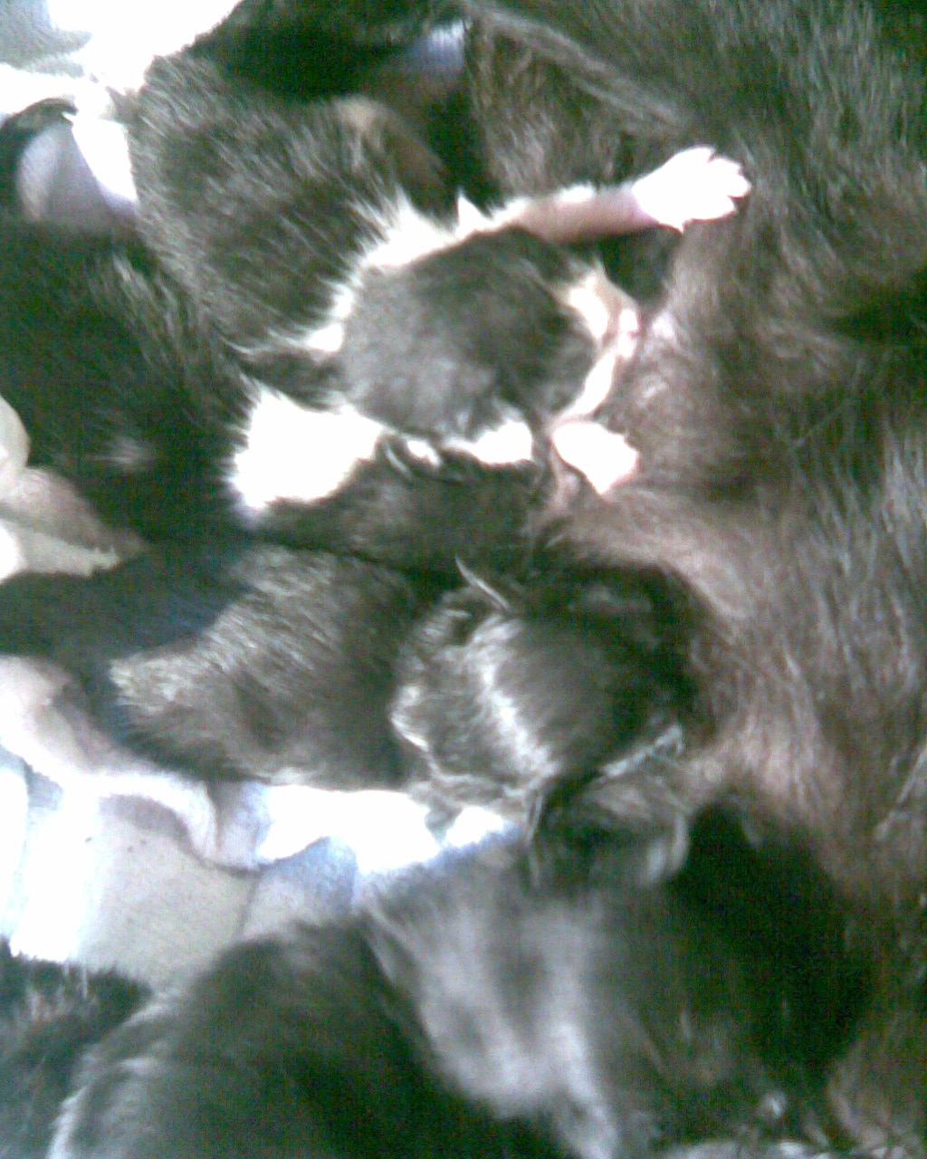 cicok