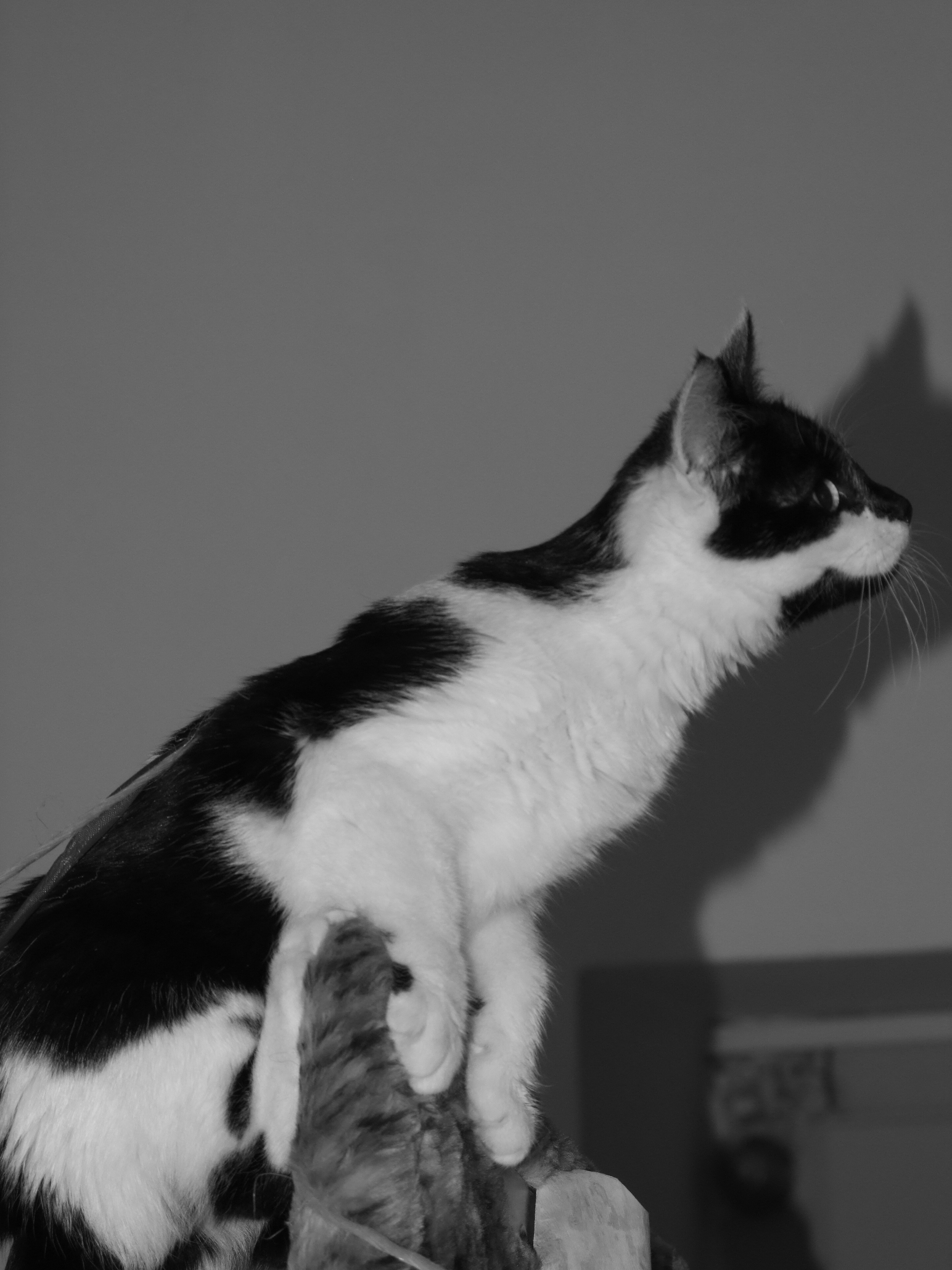 2010_02090070